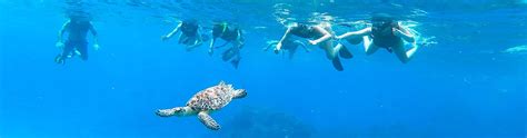 Hacer Snorkel en PUERTO PLATA con Dressel Divers