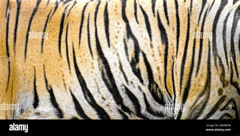 Tiger fur pattern hi-res stock photography and images - Alamy