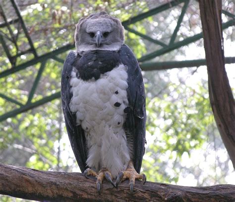 La deforestación amenaza con matar de hambre a águilas arpías