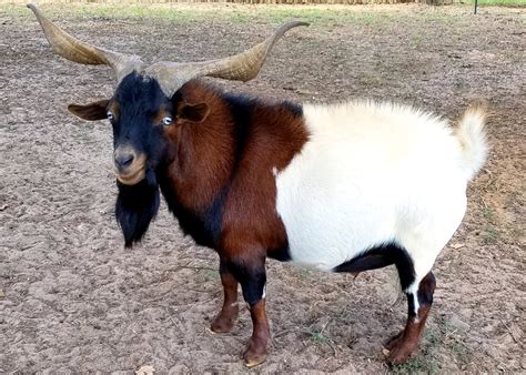 Myotonic Goats - HILL COUNTRY MINIATURE SILKY FAINTING GOATS