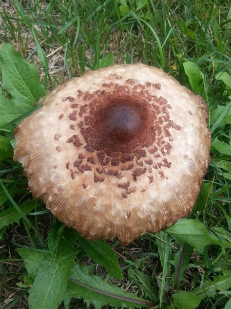 Identifying Poisonous Mushrooms