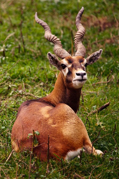 Blackbuck Free Stock Photo - Public Domain Pictures