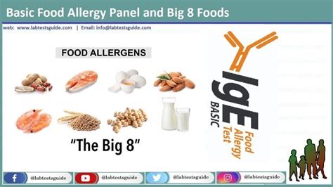 Basic Food Allergy Panel and Big 8 Foods | Lab Tests Guide