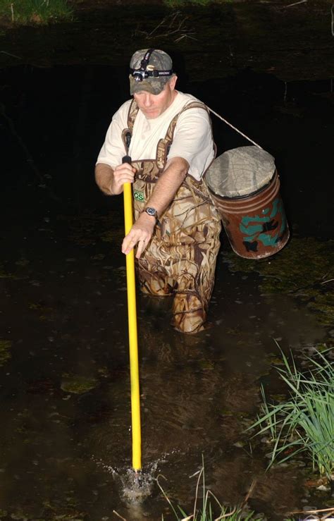 When is Frog Gigging Season in Ohio? - AMPHIPEDIA