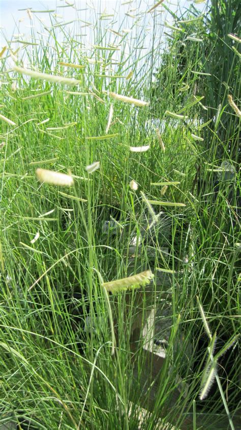 Blonde Ambition Grass | Ornamental grasses, Grass, Herbs