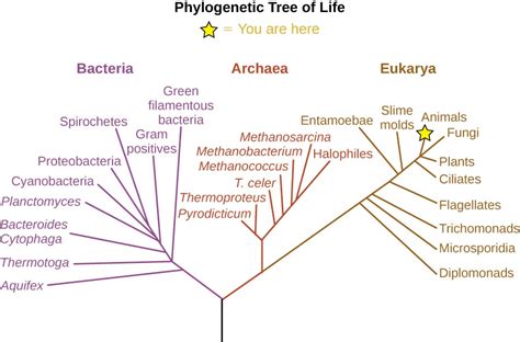 A Systematic Approach | Microbiology