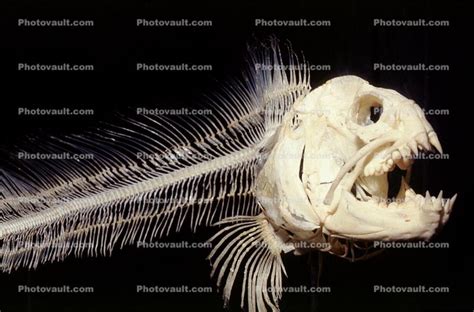 Wolf-Eel, Skeleton, (Anarrhichthys ocellatus), Perciformes, Anarhichadidae Images, Photography ...