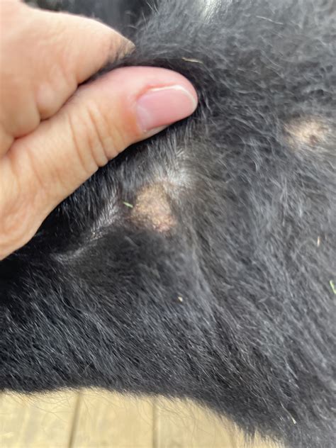 Is this ringworm? | The Goat Spot Forum