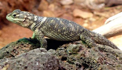 Crevice Spiny Lizard | Sceloporus poinsettii | Reptile