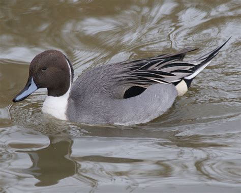 Northern Pintail