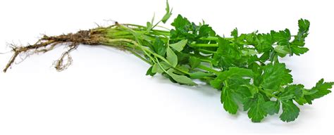 Wild Celery Information and Facts