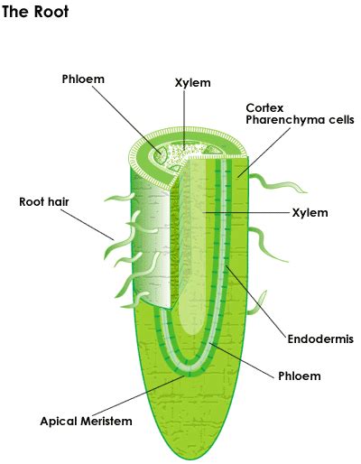 Plant Structures: Roots | SparkNotes