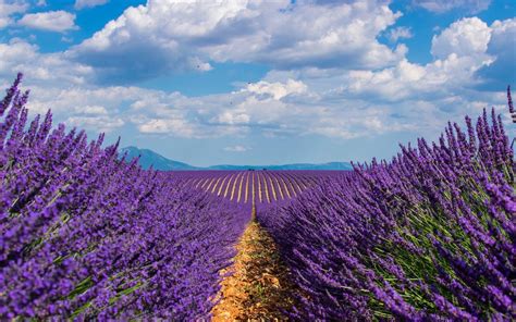 Lavender Field Wallpapers - Wallpaper Cave