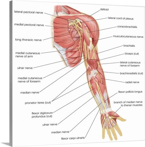 Nerves of the left arm - anterior view. nervous system | Muscle diagram, Arm muscle anatomy, Arm ...