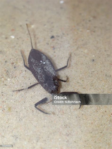 Water Scorpion Predatory Aquatic Bug In The Family Nepidae With Caudal Process That Acts As ...