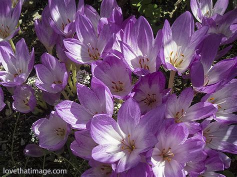 Fall crocus blooming | Sara's Fave Photo Blog