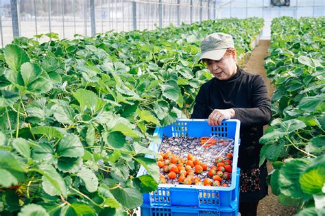 A new direction for Japanese agriculture - The Japan Times