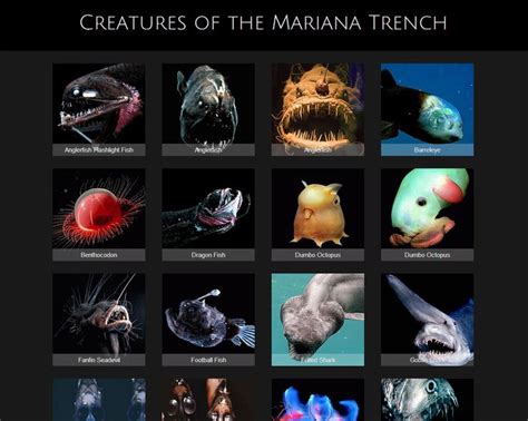 Pin on Marrianna trench creatures