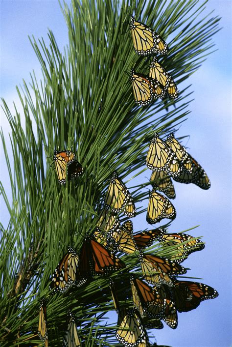 File:Monarch butterfly migration.jpg - Wikimedia Commons