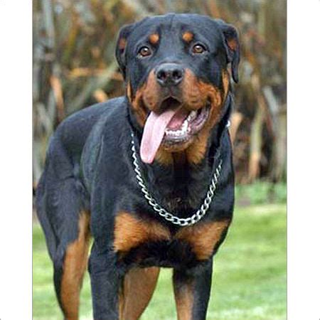 Rottweiler Dog - Suppliers, Dealers & Traders