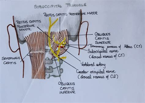 Suboccipital Triangle | Study notes, Med school, Notes