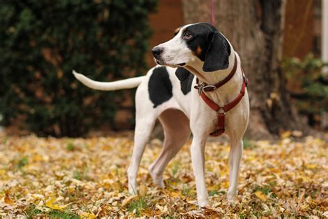 Coonhound Beagle Mix – Is This The Best Beagle Mix?