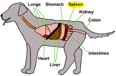 Splenectomy - Mar Vista Animal Medical Center