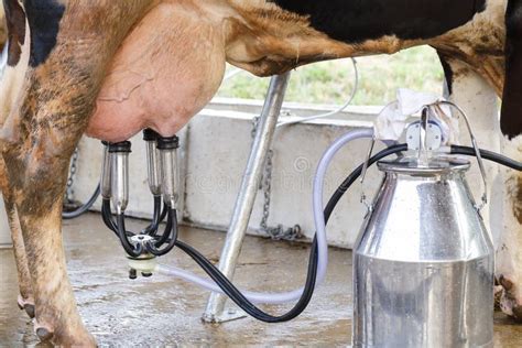 Milking machine stock photo. Image of portable, cluster - 18973822