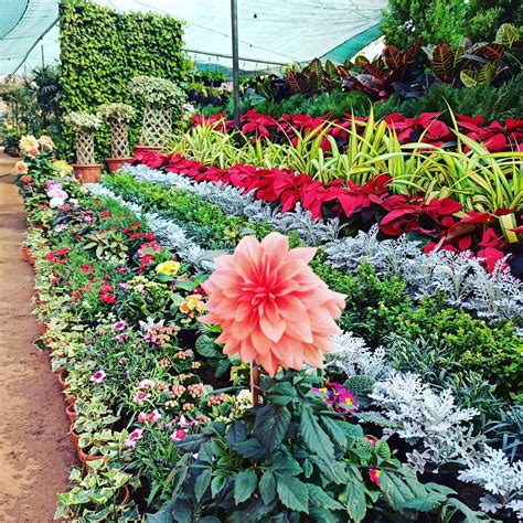 Best Flower Nursery In India | Best Flower Site