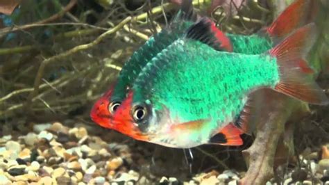 Green Tiger Barb: Diet | Breeding | Sexing | Lifespan – Fishkeeping Forever