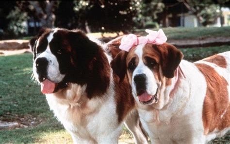 Beethoven's 2nd (1993) Beethoven becomes a father. But the puppies owner wants to use them and ...