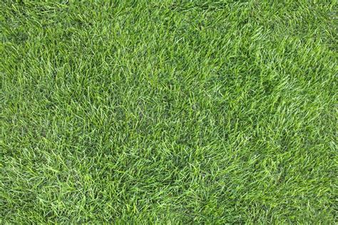 Seamless Pattern. a Beautiful Green Lawn Grass Texture. Stock Photo - Image of grassland, field ...