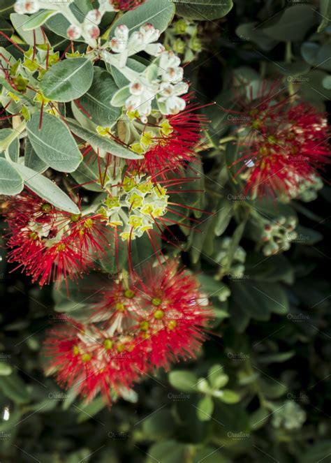 New Zealand Christmas Tree | High-Quality Nature Stock Photos ...