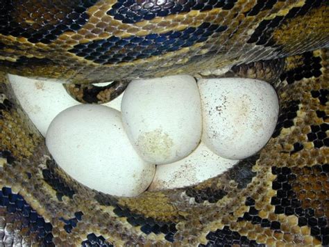 King Cobra Egg