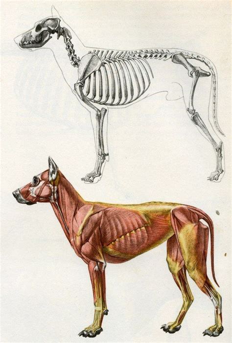 Анатомия животных | Dog anatomy, Canine drawing, Animal skeletons