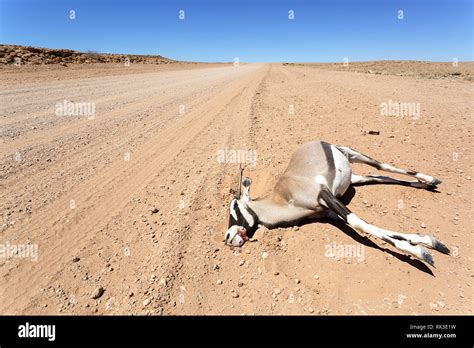 Dead animal desert hi-res stock photography and images - Alamy