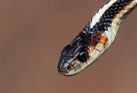 Snake head closeup Photograph by Terry Dadswell | Pixels