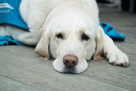 The Subtle Symptoms of Chronic Pain | Rocky Hill Animal Hospital