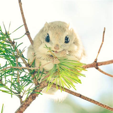 The Baby Japanese Dwarf Flying Squirrel Is Definitely The Cutest Animal On Earth