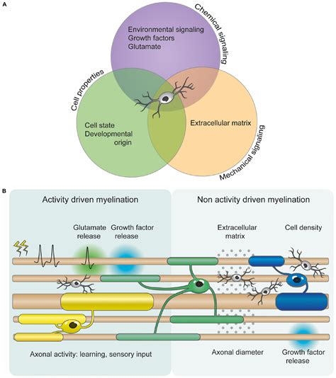 Frontiers | Unraveling Myelin Plasticity