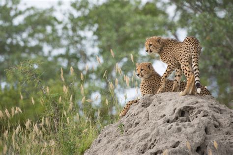 Kruger Safari - Luxury private guided safari: Nature Travel Africa