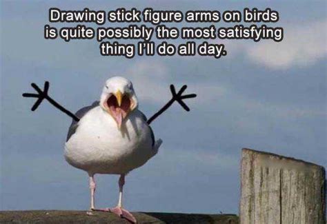 36 Funny Bird Memes