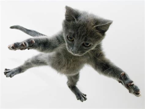 Funny Cat Jumping 1 Cool Wallpaper - Funnypicture.org