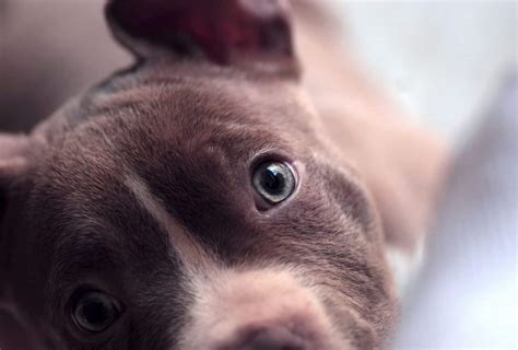 Blue-Eyed Pitbull Explained (with Pictures) | PawLeaks