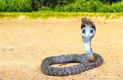 King Cobra - Description, Habitat, Image, Diet, and Interesting Facts