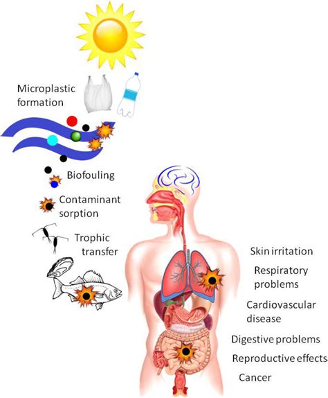 Biomagnification Humans