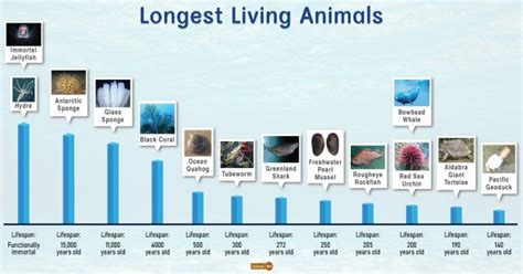 Longest Living Animals – Facts, List, Pictures