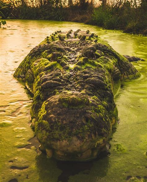 🔥 north australian croc in a swamp 🔥 : r/NatureIsFuckingLit