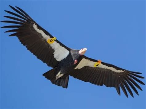 Andean Condor Wingspan