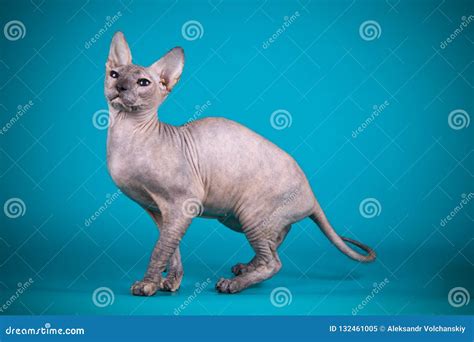 Don Sphynx Cat on Colored Backgrounds Stock Image - Image of adult, colored: 132461005